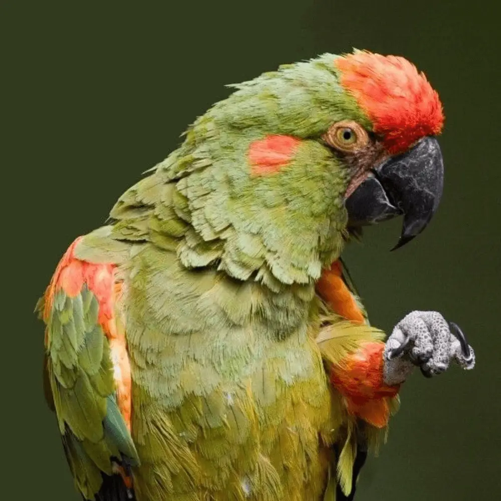 red fronted macaw parrot