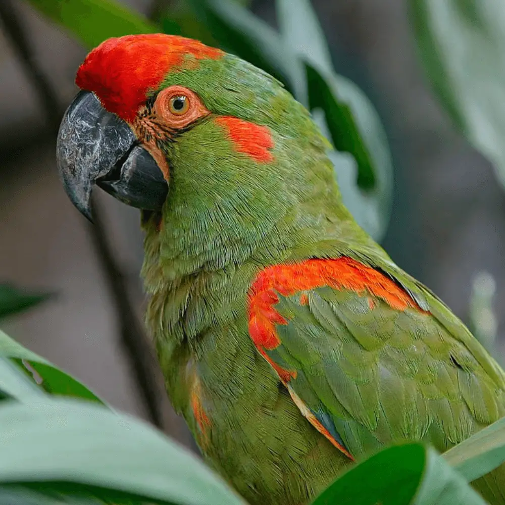 red fronted macaw