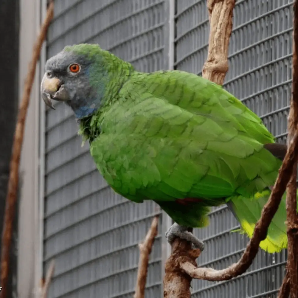 red-necked parrot
