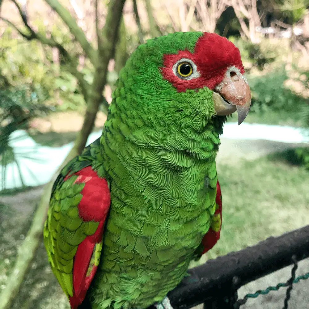 red-spectacled amazon Parrot