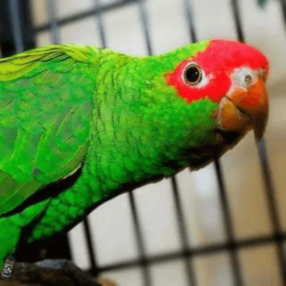 red-spectacled amazon parrot
