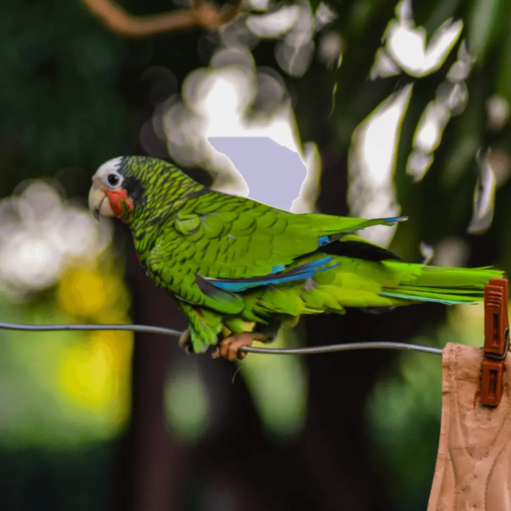 rose throated parrot