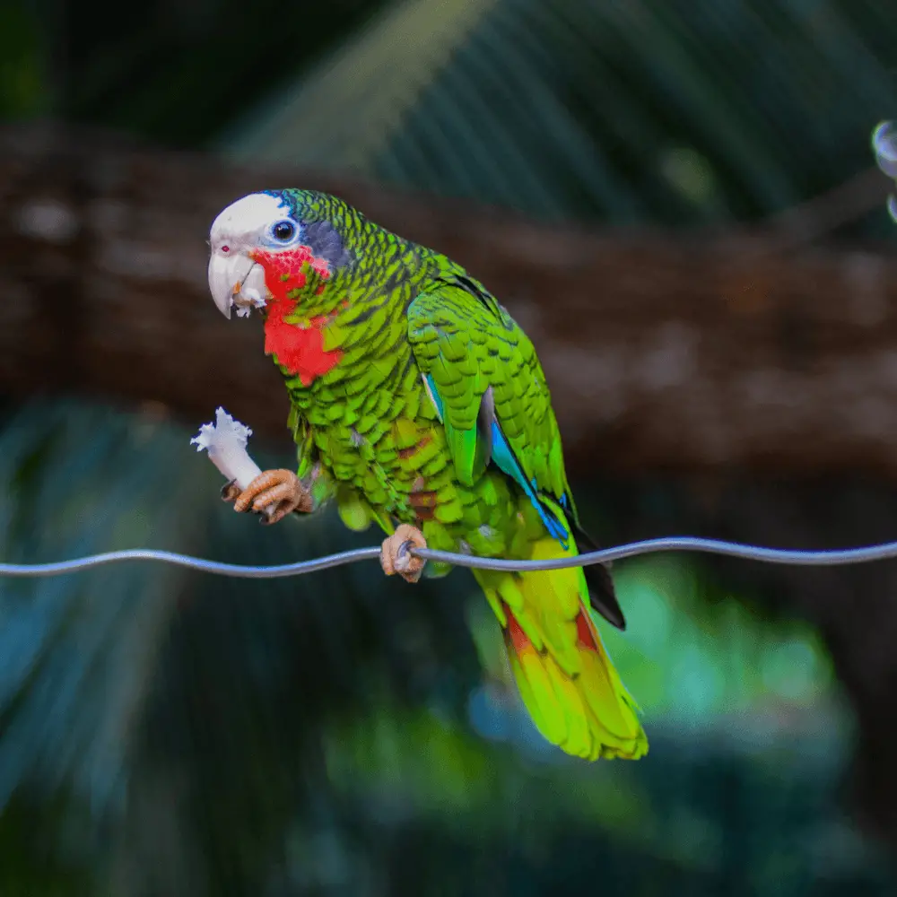 rose-throated parrot