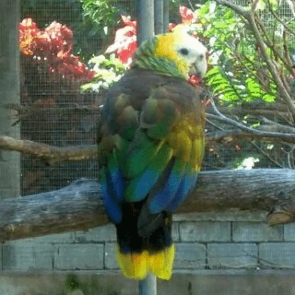 saint vincent amazon parrot