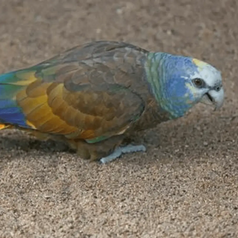 st vincent amazon parrot