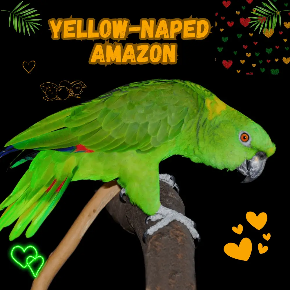 yellow-naped amazon