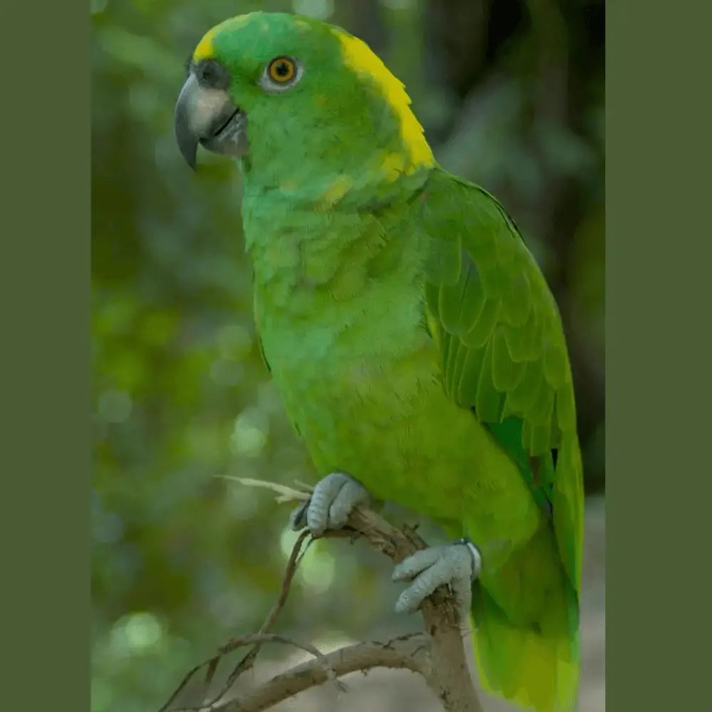 yellow naped amazon for adoption