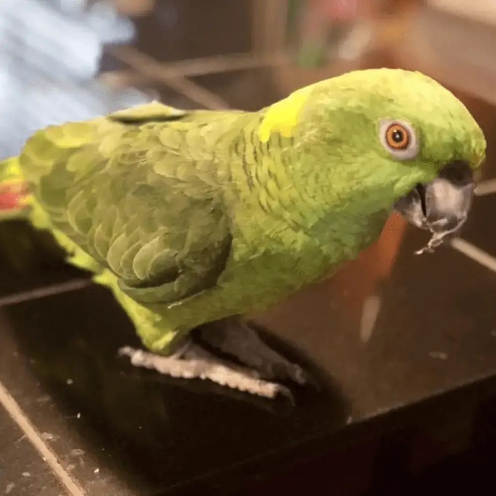 yellow naped amazon parrot