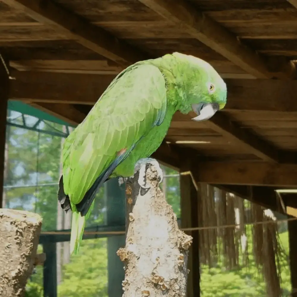 yellow naped amazon size