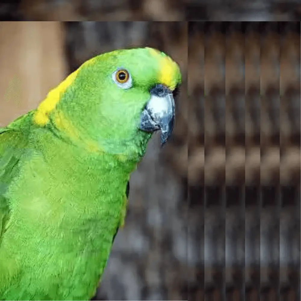 yellow naped amazon