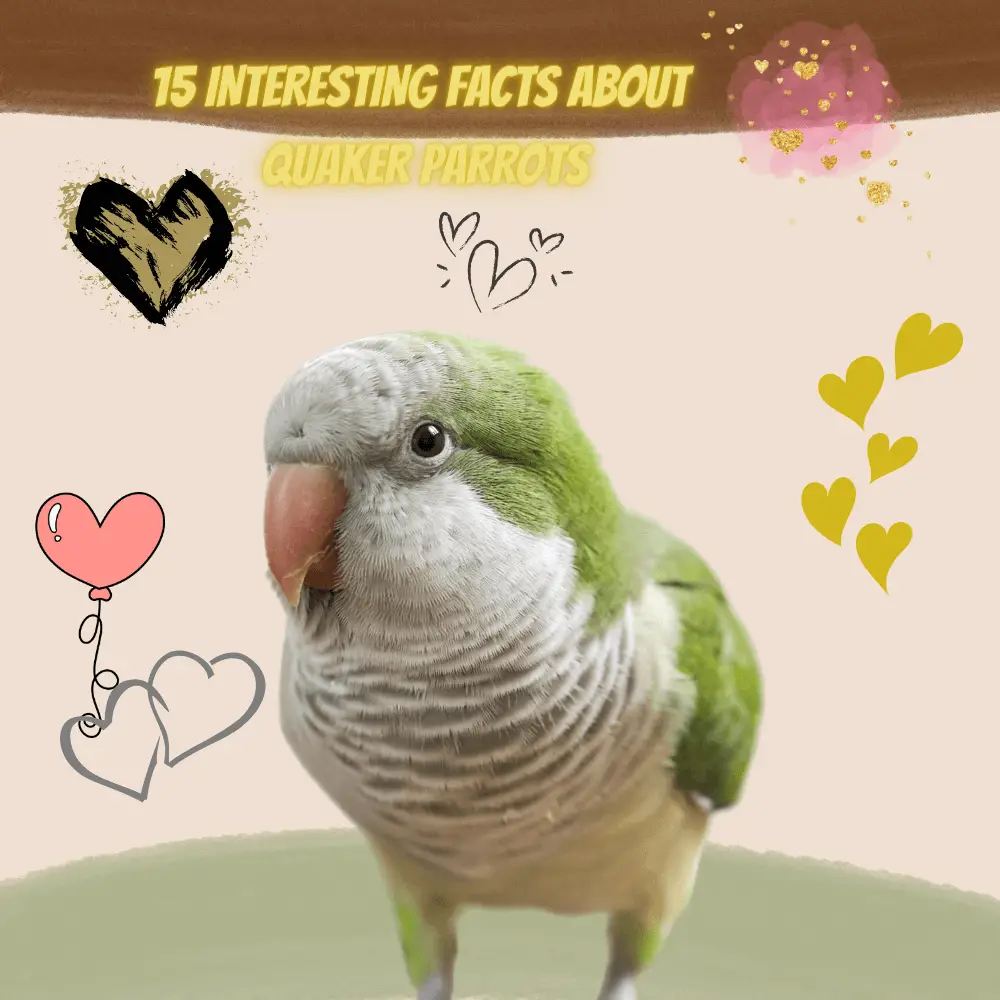 15 Interesting Facts About Quaker Parrots