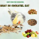 Best food for parrot