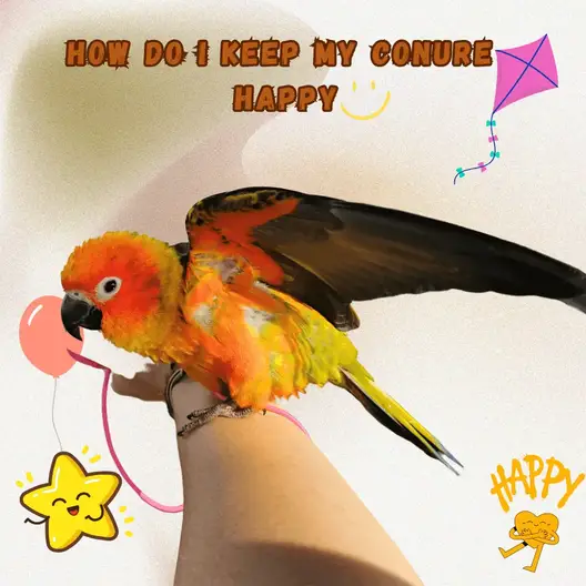 How do I keep my conure happy