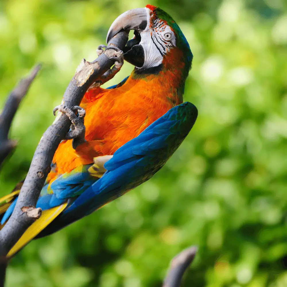 Hybrid macaw