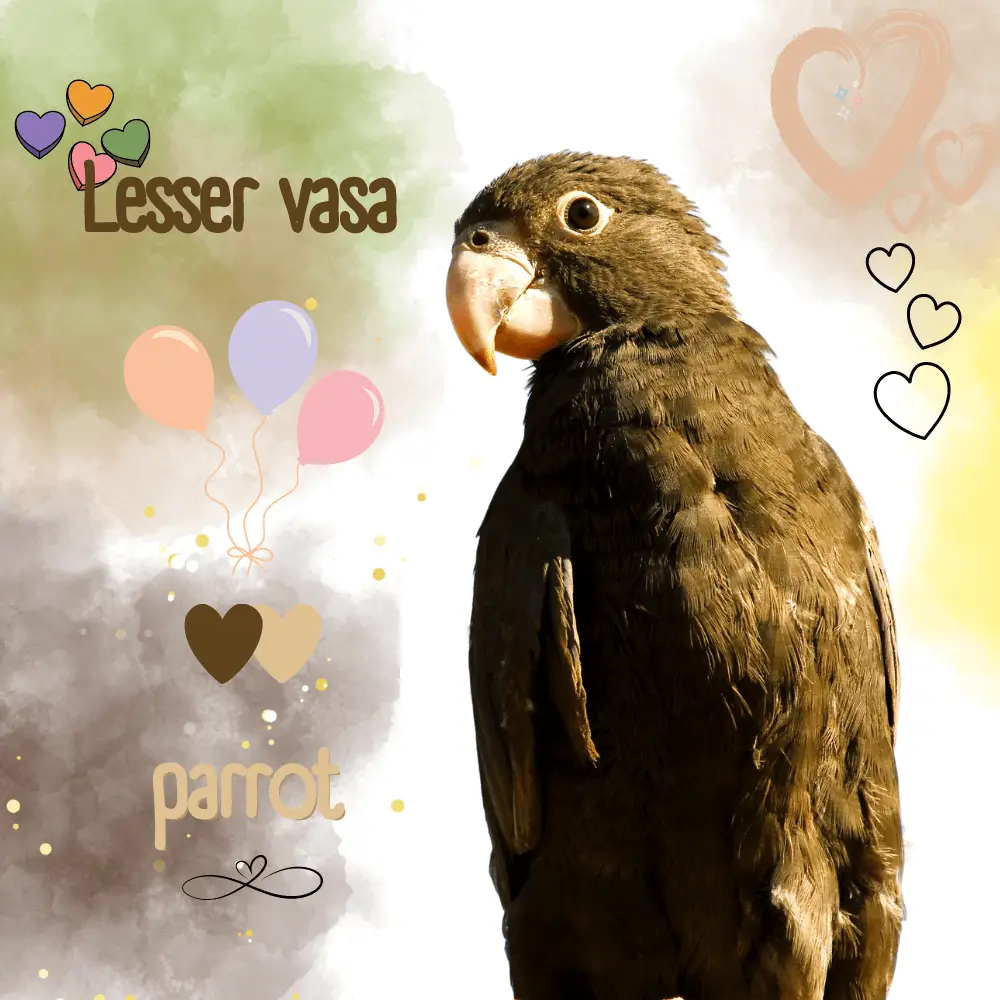 Lesser vasa parrot
