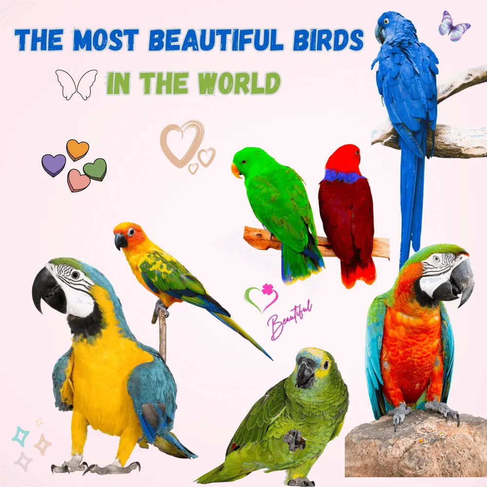 The most beautiful birds in the world