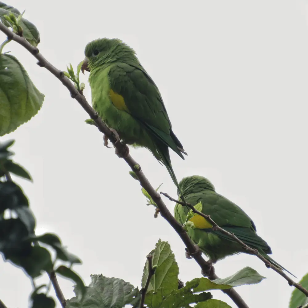 Yellow chevroned Parrot