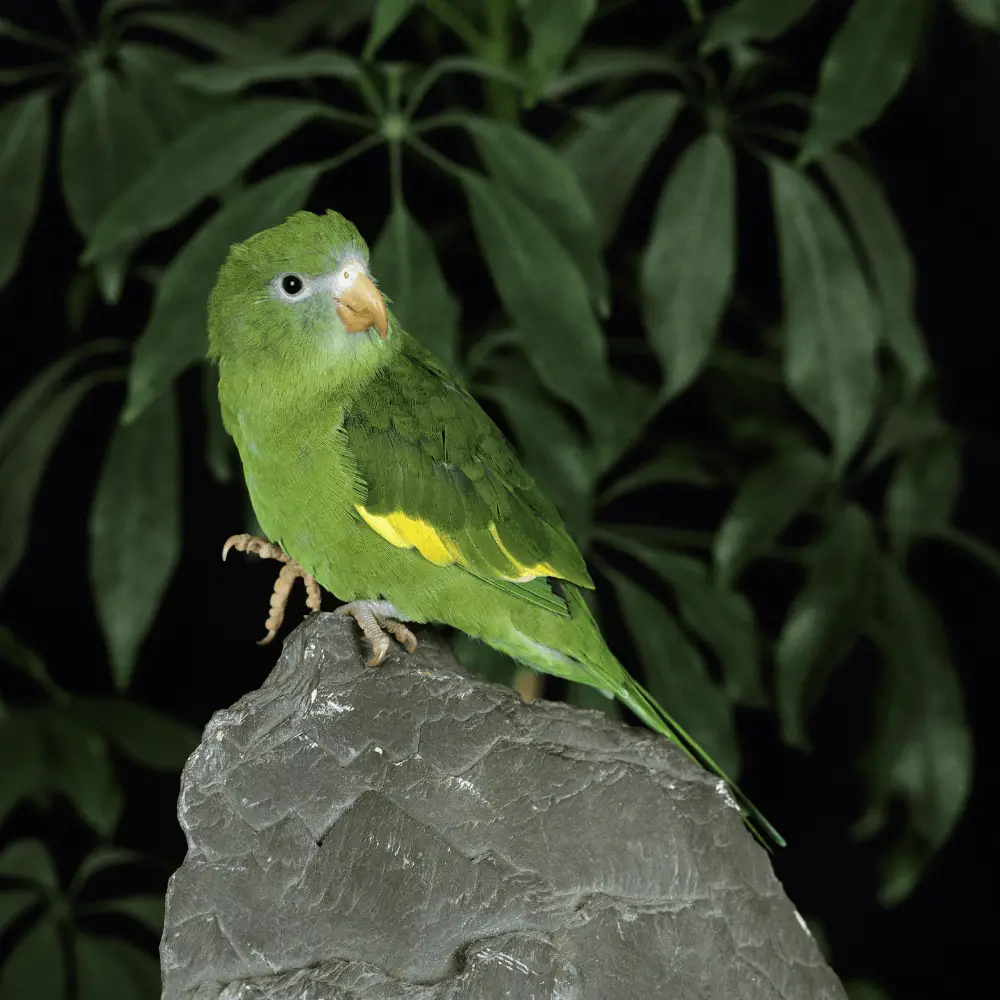 Yellow-chevroned parakeets