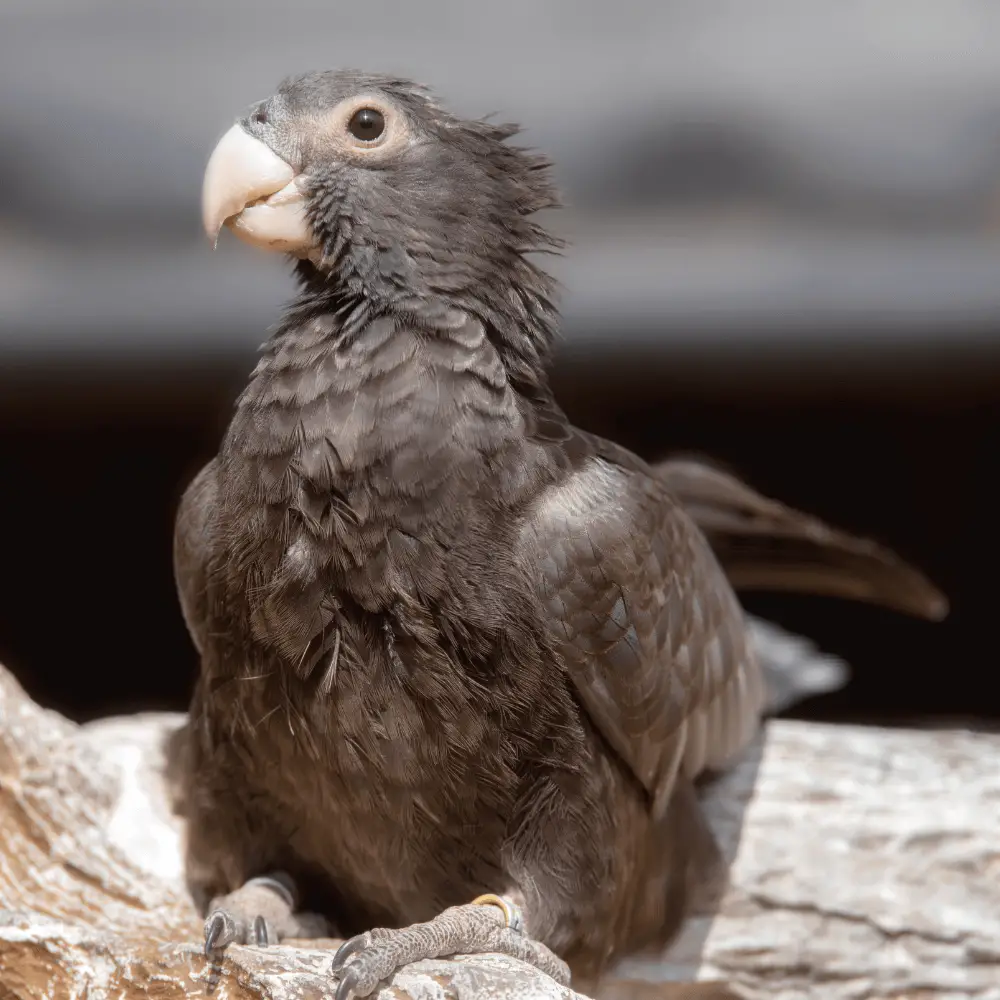 black parrot (Coracopsis nigra)