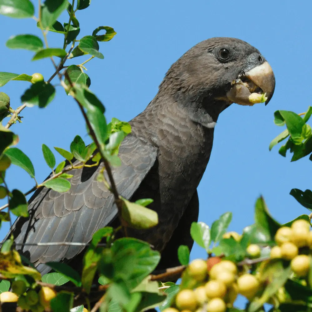 parrot Lesser vasa