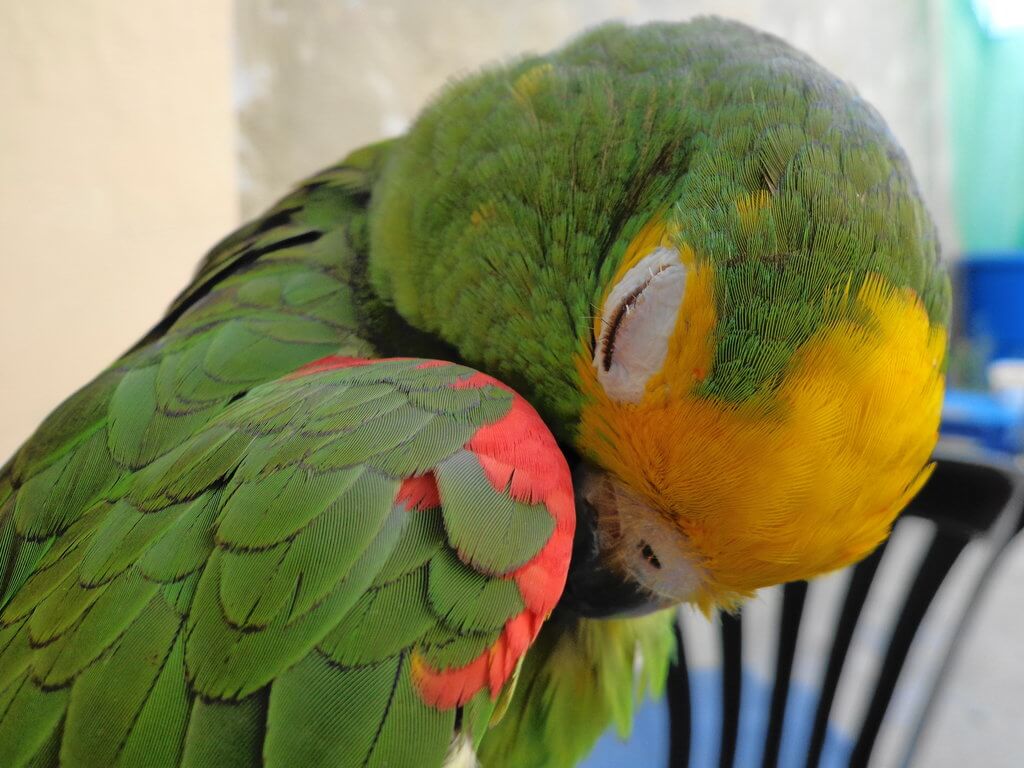 sleeping parrot images