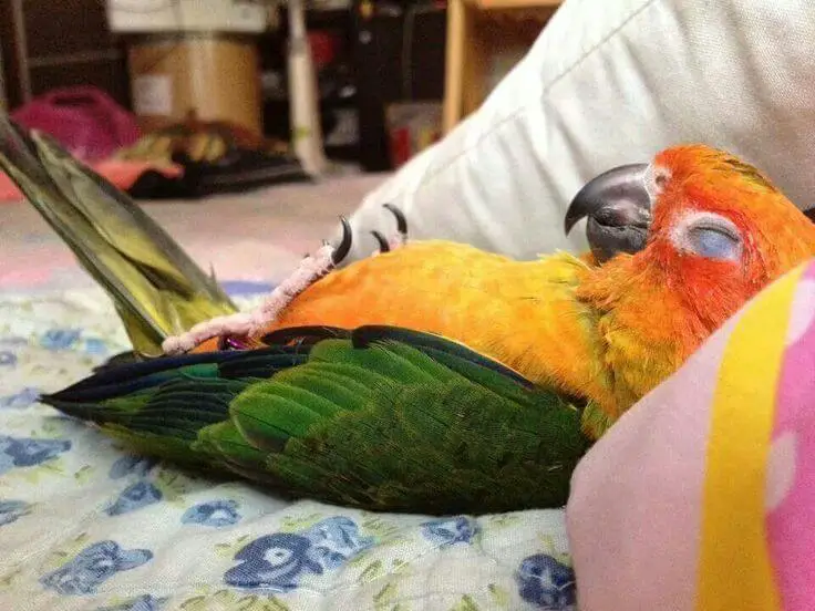 sleeping parrot